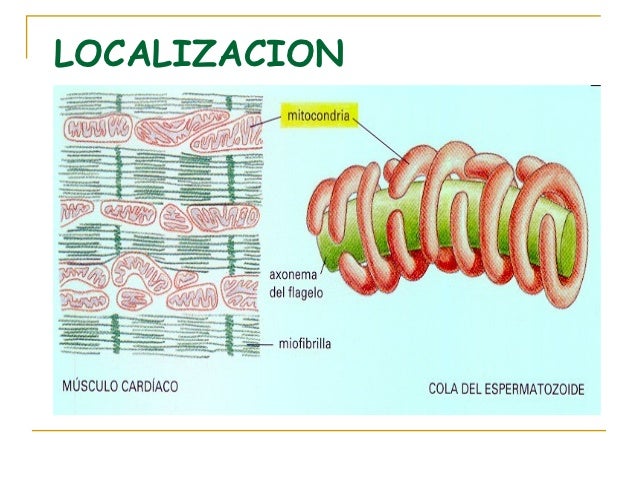 Menú de navegación